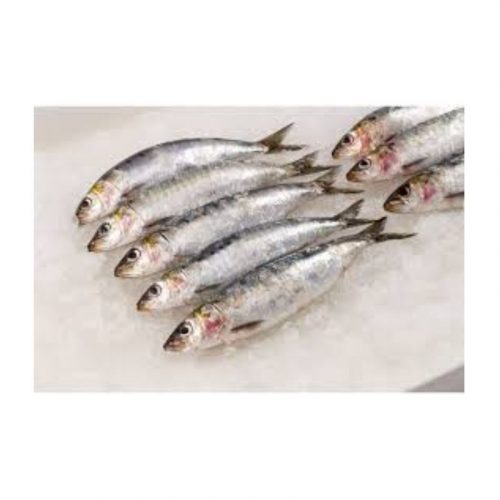 SARDINE