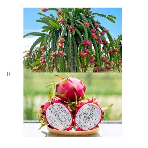 DRAGON FRUIT