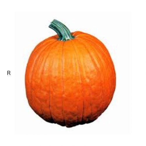 PUMPKIN LARGE