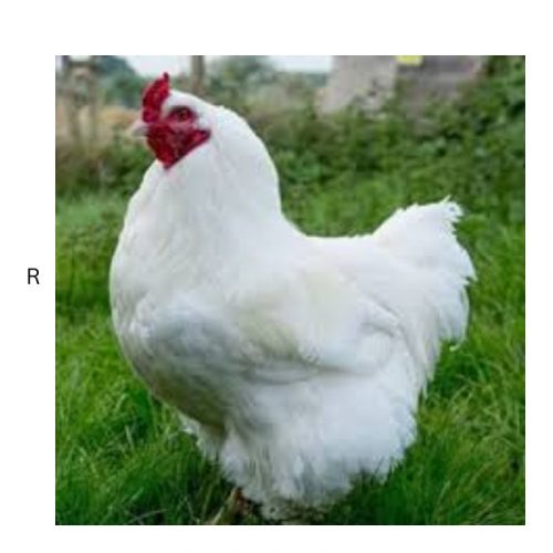 FULL BREEDED CHICKEN