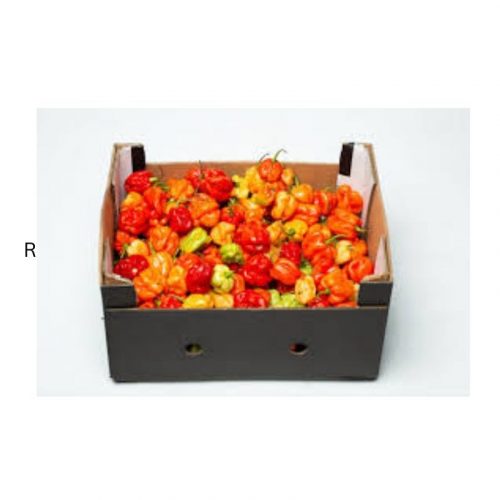 BOX OF RED SCOTH BONNET