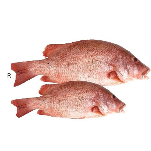 RED SNAPPER