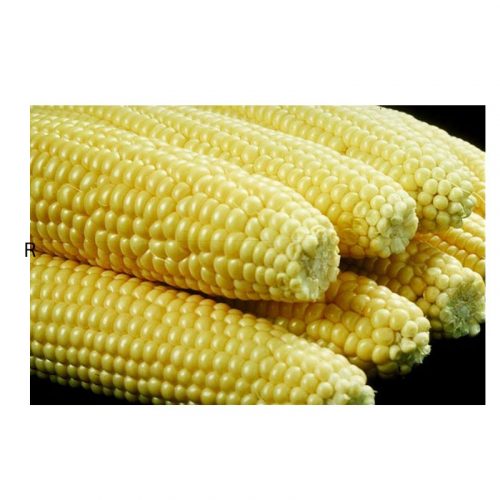 CORN