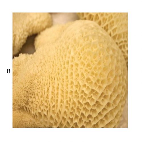 HONEYCOMB (SHAKI)