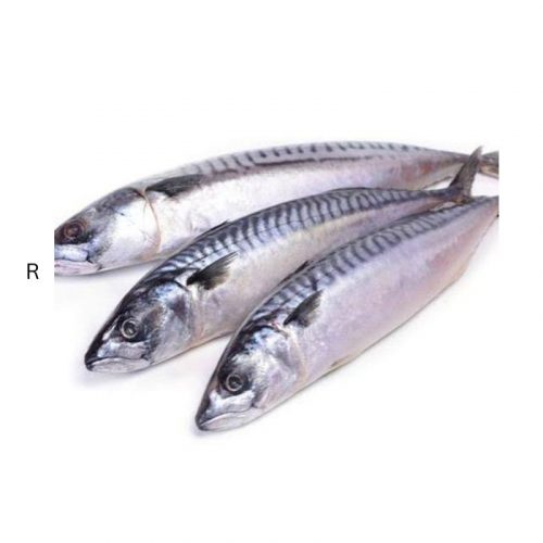 MACKEREL FISH PACK OF 3