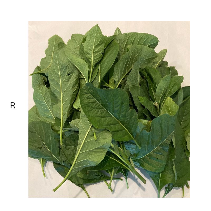 Bitterleaf