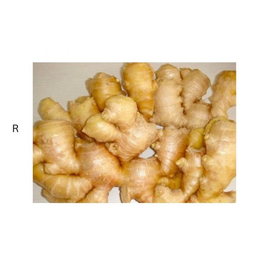 FRESH GINGER