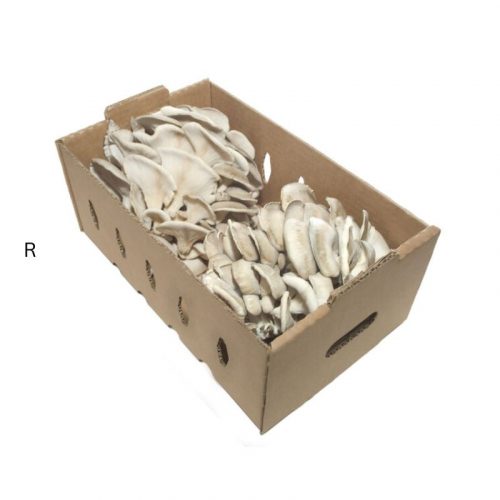 FRESH MUSHROOM BOX