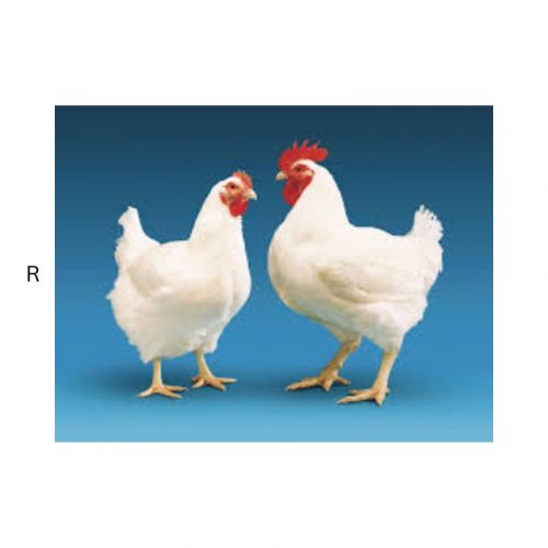 FULL BREEDER CHICKEN PER KG
