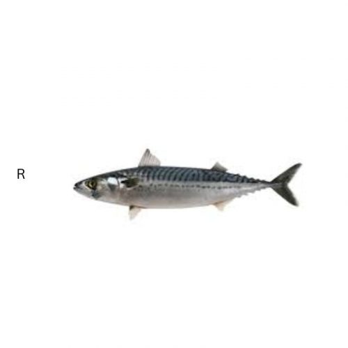 MACKEREL FISH (Titus)