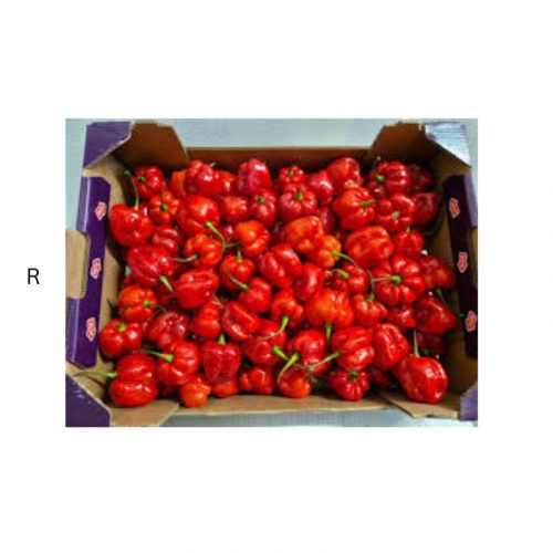 RED BELL PEPPER BOX -- 4.5KG